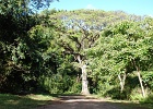 Kualoa Ranch